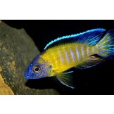 Origin Aquatic Nutrition Malawi Pro Colour