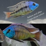 Origin Aquatic Nutrition Show Colour