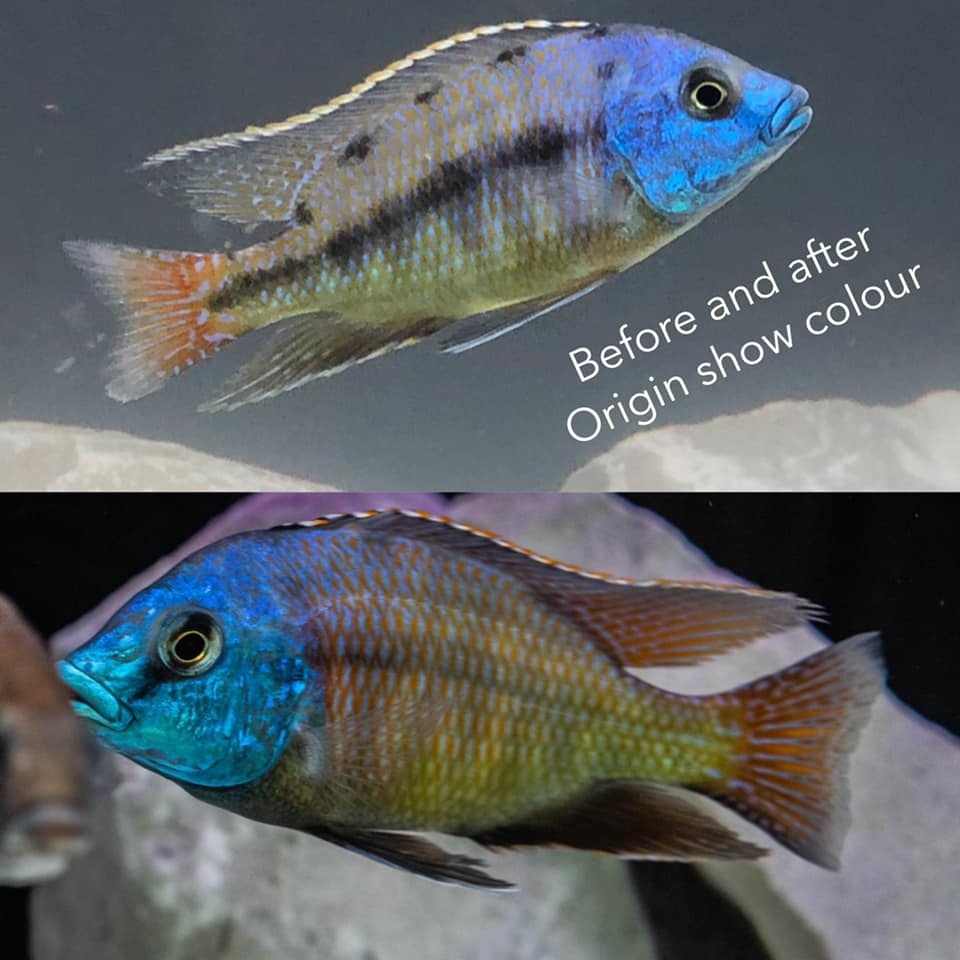 Origin Aquatic Nutrition Show Colour