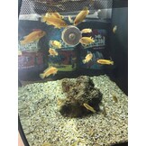 Origin Aquatic Nutrition Stick on Grazers