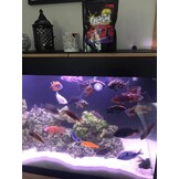 Origin Aquatic Nutrition Stick on Grazers