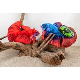 GreenPleco knuffel - Betta rood