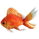 GreenPleco knuffel - Goldfish