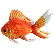 GreenPleco GreenPleco Serie 5 knuffel - Goldfish