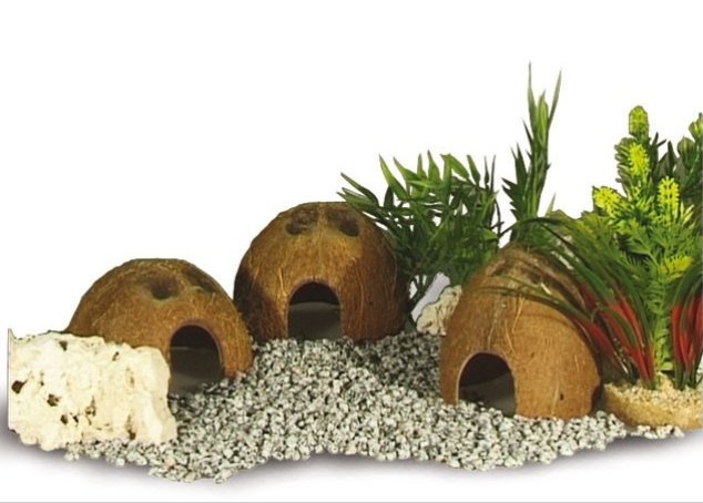 Halve kokosnoot schaal