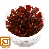 Alternanthera reineckii Mini - 1-2-GROW!