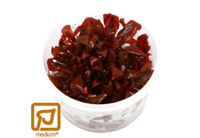 Alternanthera reineckii Mini - 1-2-GROW!