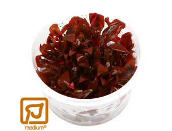 Alternanthera reineckii Mini - 1-2-GROW!