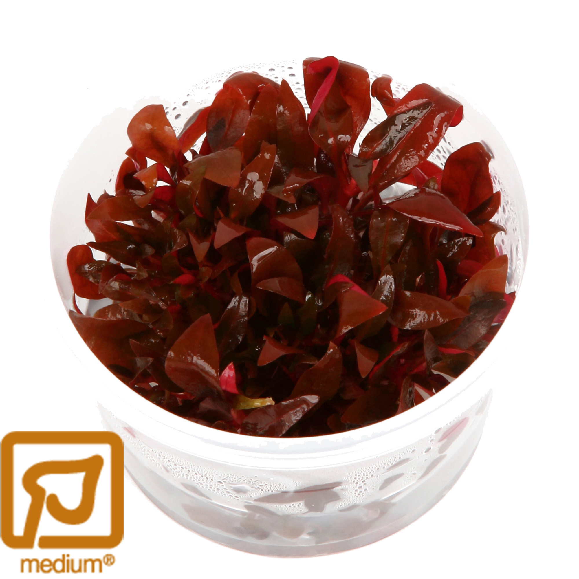 Alternanthera reineckii Mini - 1-2-GROW!