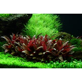 Alternanthera reineckii Mini - 1-2-GROW!