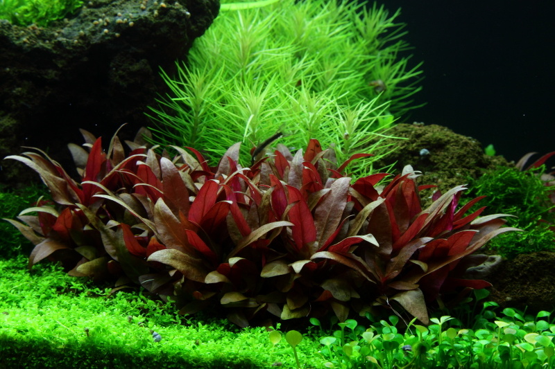 Alternanthera reineckii Mini - 1-2-GROW!