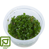 Bacopa caroliniana - 1-2-Grow!