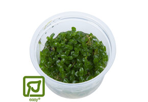 Bacopa caroliniana - 1-2-Grow!