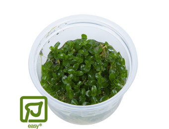 Bacopa caroliniana - 1-2-Grow!