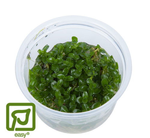 Tropica Bacopa caroliniana - 1-2-Grow!