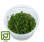 Bacopa caroliniana - 1-2-Grow!