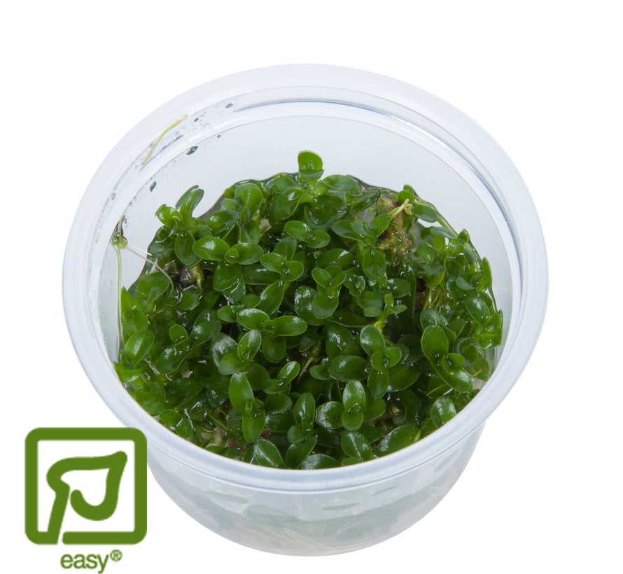 Bacopa caroliniana - 1-2-Grow!