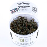 Bucephalandra Kedagang - 1-2-Grow