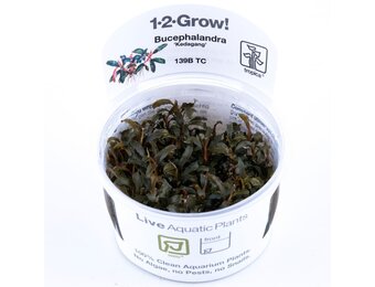 Bucephalandra Kedagang - 1-2-Grow