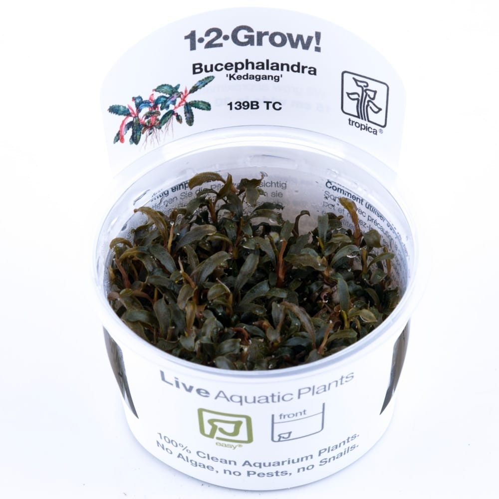 Bucephalandra Kedagang - 1-2-Grow
