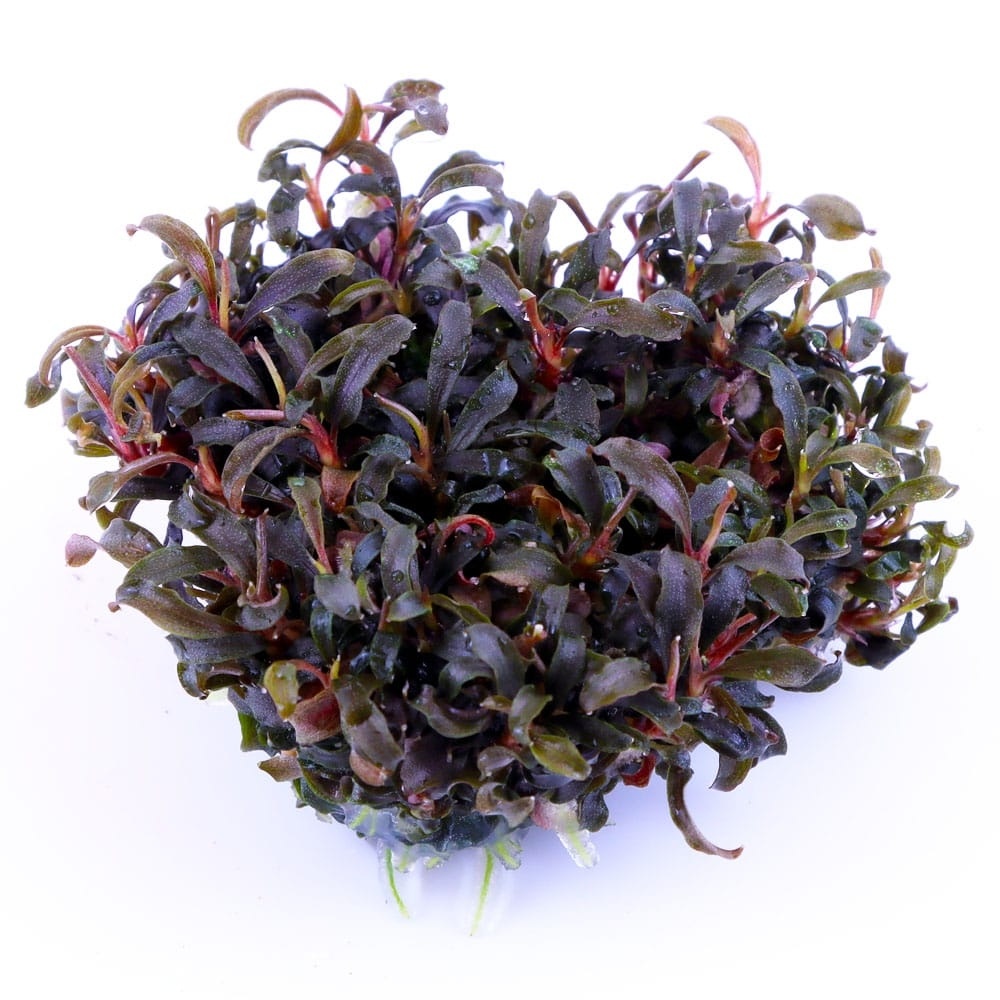 Bucephalandra Kedagang - 1-2-Grow