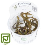 Tropica Cryptocoryne crispatula - 1-2-GROW!