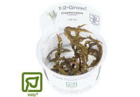 Cryptocoryne crispatula - 1-2-GROW!