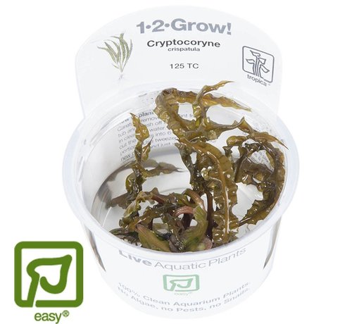 Tropica Cryptocoryne crispatula - 1-2-GROW!