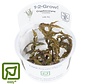 Cryptocoryne crispatula - 1-2-GROW!