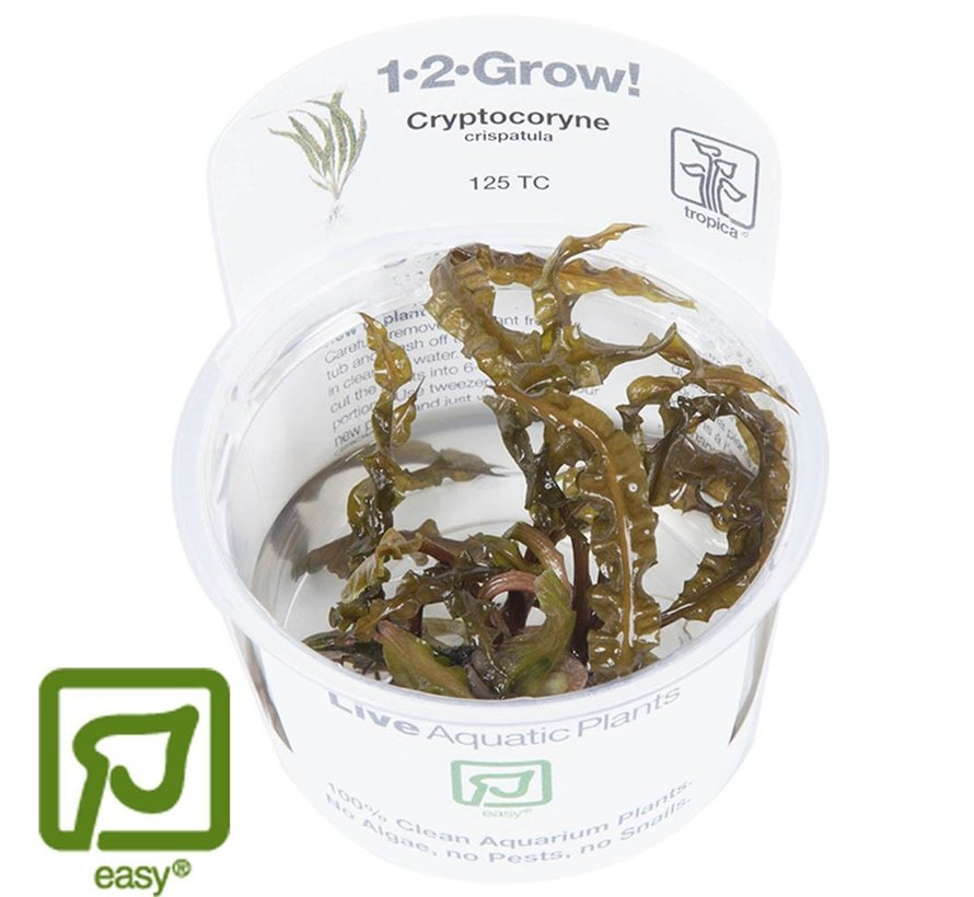 Cryptocoryne crispatula - 1-2-GROW!