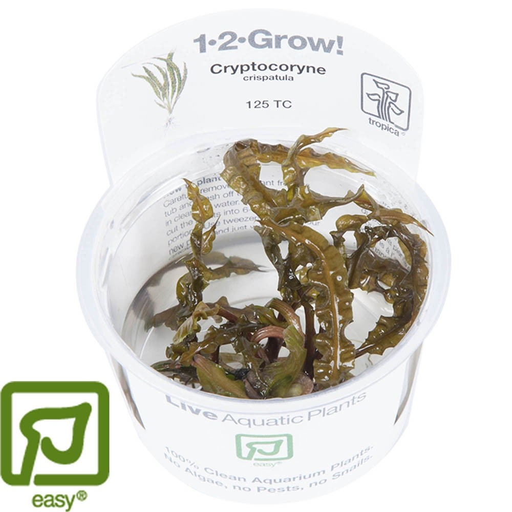 Cryptocoryne crispatula - 1-2-GROW!