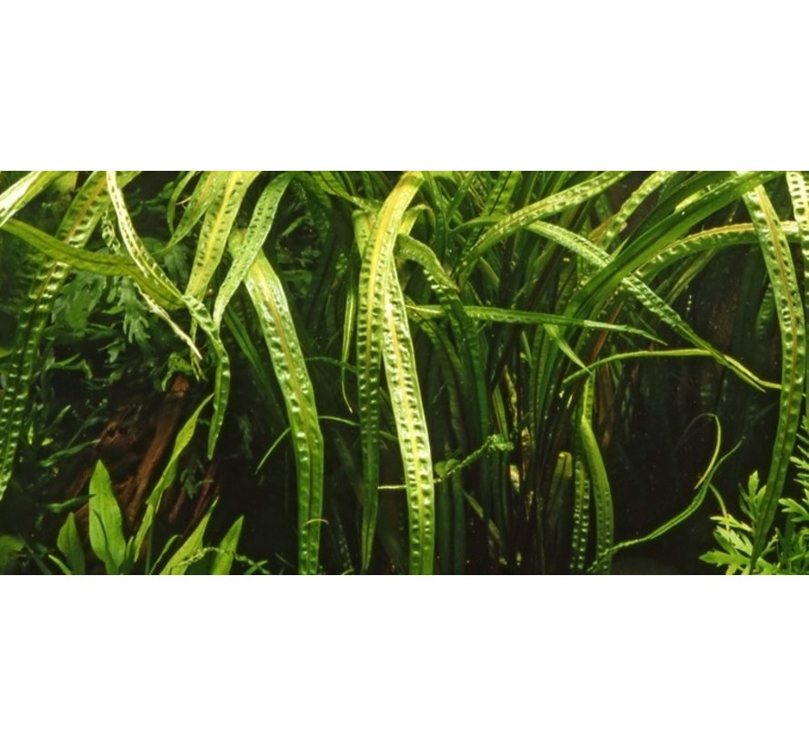Cryptocoryne crispatula - 1-2-GROW!