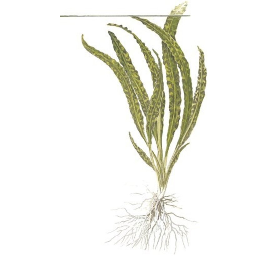 Cryptocoryne crispatula - 1-2-GROW!