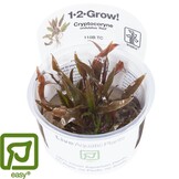 Cryptocoryne undulatus Red/ undulata Broad Leaf - 1-2-GROW!