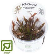 Tropica Cryptocoryne undulatus Red/ undulata Broad Leaf - 1-2-GROW!