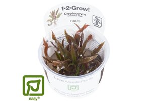 Cryptocoryne undulatus Red/ undulata Broad Leaf - 1-2-GROW!