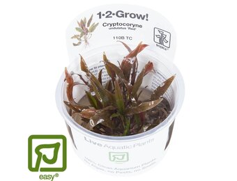 Cryptocoryne undulatus Red/ undulata Broad Leaf - 1-2-GROW!