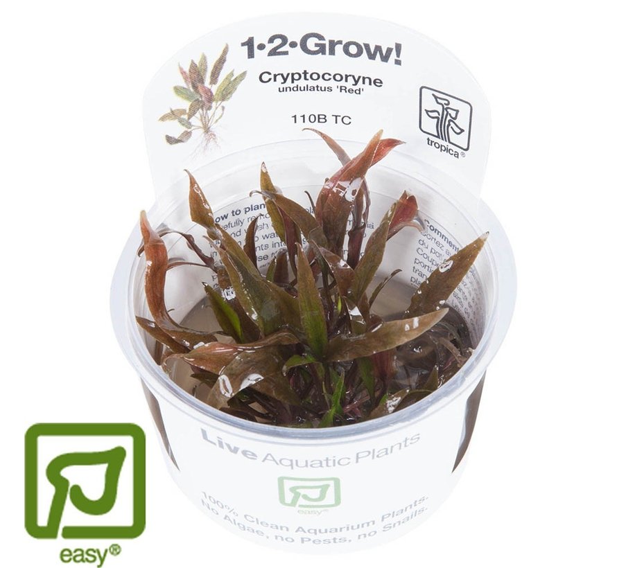 Cryptocoryne undulatus Red/ undulata Broad Leaf - 1-2-GROW!