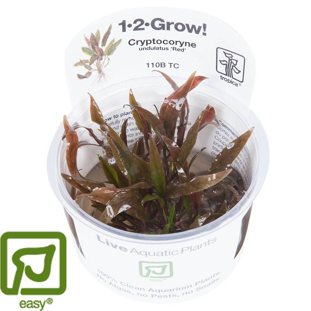 Cryptocoryne undulatus Red/ undulata Broad Leaf - 1-2-GROW!