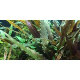 Cryptocoryne undulatus Red/ undulata Broad Leaf - 1-2-GROW!