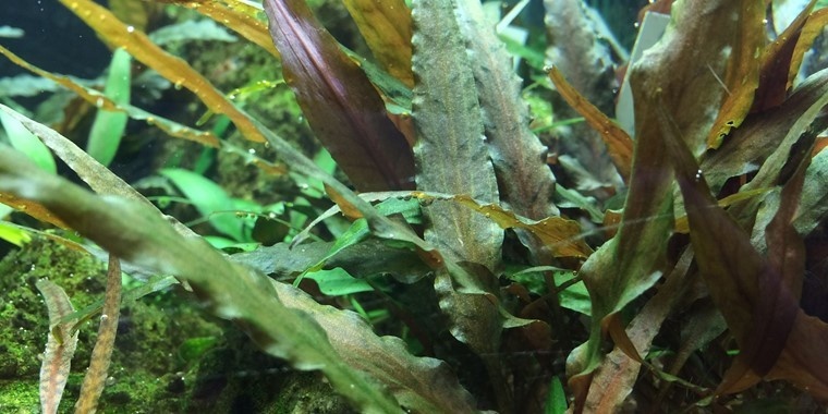 Cryptocoryne undulatus Red/ undulata Broad Leaf - 1-2-GROW!