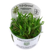 Tropica Cryptocoryne wendtii Green - 1-2-GROW!