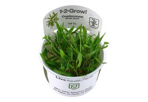 Cryptocoryne wendtii Green - 1-2-GROW!
