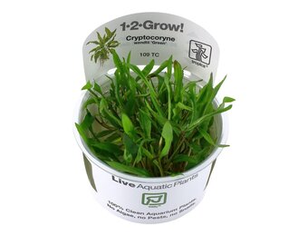 Cryptocoryne wendtii Green - 1-2-GROW!