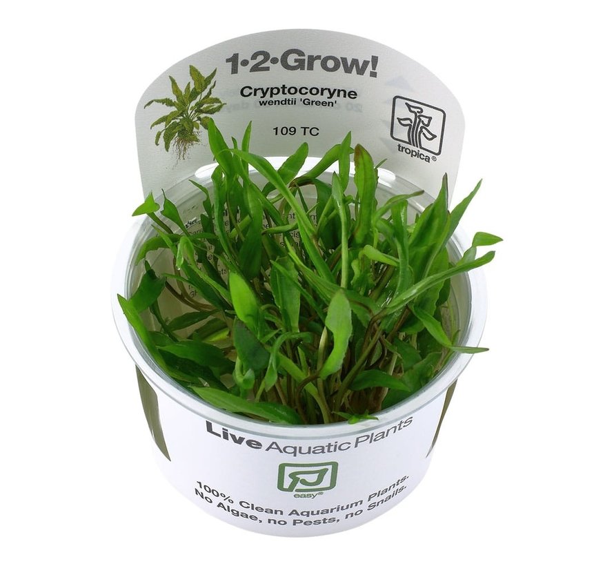 Cryptocoryne wendtii Green - 1-2-GROW!