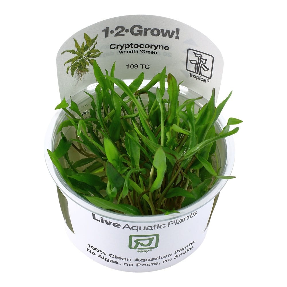 Cryptocoryne wendtii Green - 1-2-GROW!