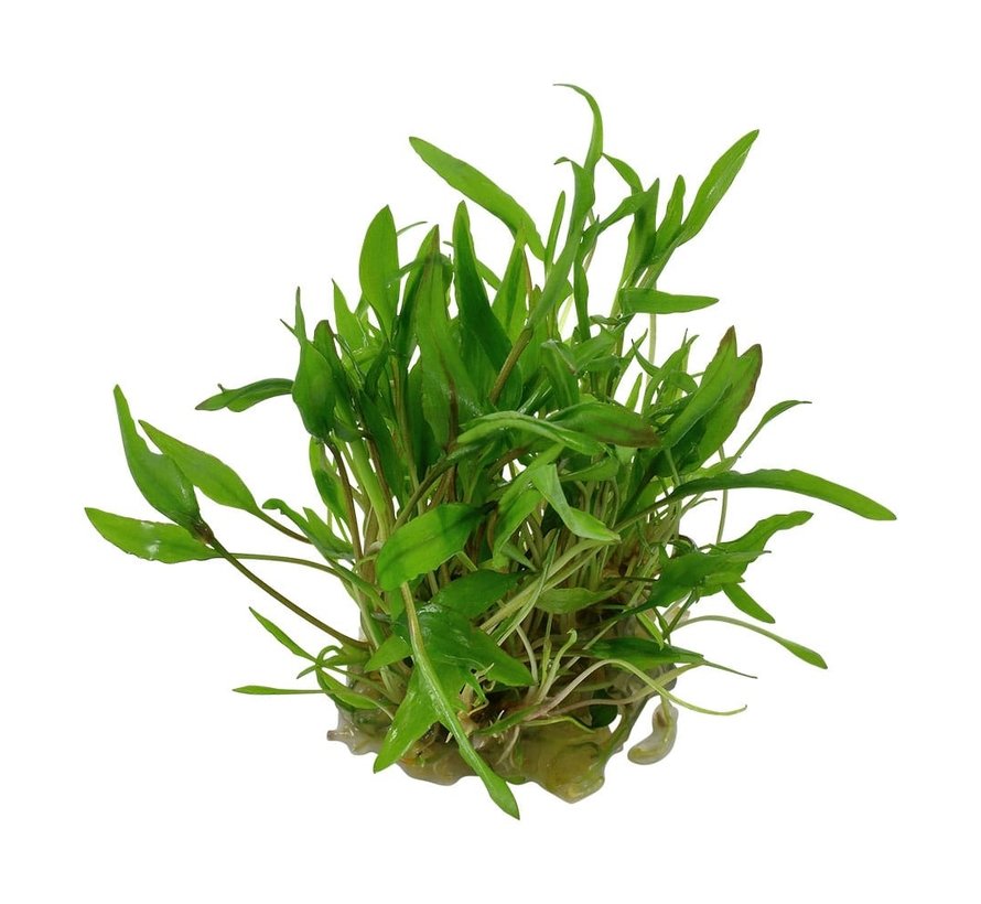 Cryptocoryne wendtii Green - 1-2-GROW!