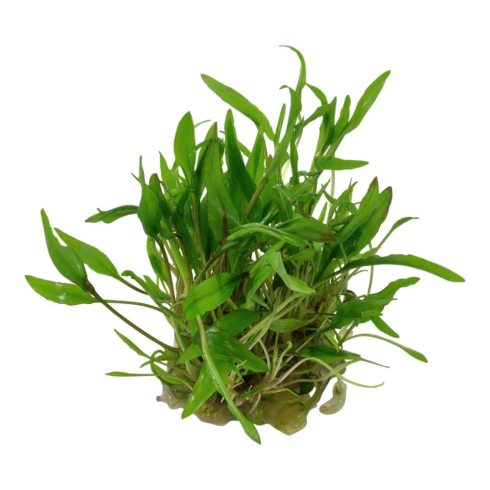 Cryptocoryne wendtii Green - 1-2-GROW!