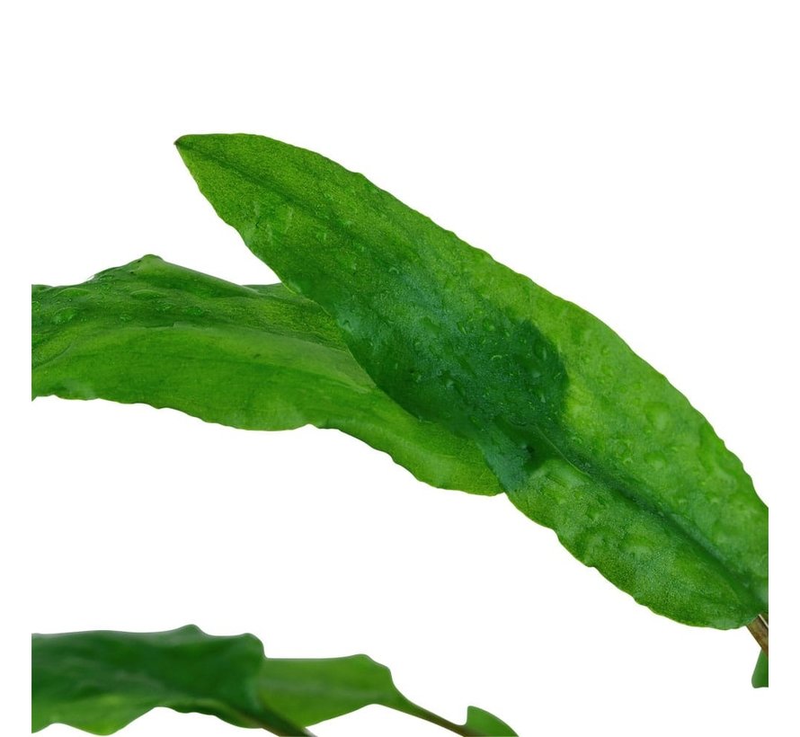 Cryptocoryne wendtii Green - 1-2-GROW!