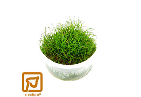Eleocharis pusilla Mini - 1-2-Grow!